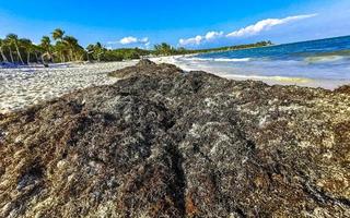 mooi caraïben strand totaal vies vuil naar zeewier probleem Mexico. foto