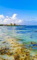 tropisch caraïben strand water zeewier sargazo playa del carmen Mexico. foto