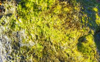 stenen rotsen koralen turkoois groen blauw water Aan strand Mexico. foto