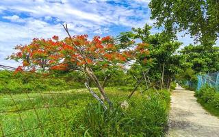 mooie tropische vlamboom rode bloemen flamboyante delonix regia mexico. foto