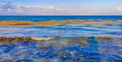 mooi caraïben strand totaal vies vuil naar zeewier probleem Mexico. foto