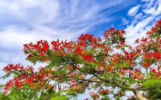 mooie tropische vlamboom rode bloemen flamboyante delonix regia mexico. foto