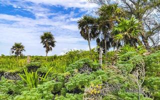 caraïben strand Spar palm bomen in oerwoud Woud natuur Mexico. foto