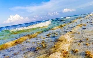 mooi caraïben strand totaal vies vuil naar zeewier probleem Mexico. foto