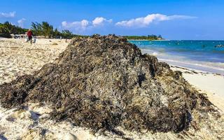 mooi caraïben strand totaal vies vuil naar zeewier probleem Mexico. foto