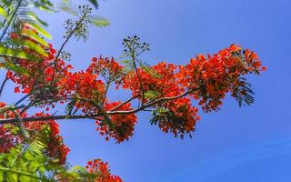 mooie tropische vlamboom rode bloemen flamboyante delonix regia mexico. foto