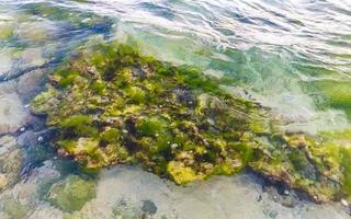 stenen rotsen koralen turkoois groen blauw water Aan strand Mexico. foto