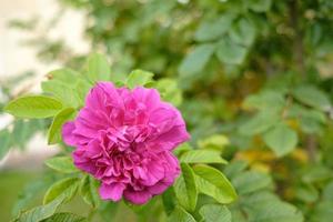 rosa damascena in bloeien, tegen een achtergrond van groen bladeren, Aan een herfst dag. foto