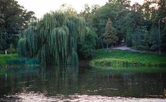 wilg boom door de water foto