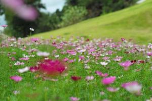 selectief focus Aan de bloesem madeliefje bloemen toenemen tussen de druk van bloeiend bloemen in de veld- foto