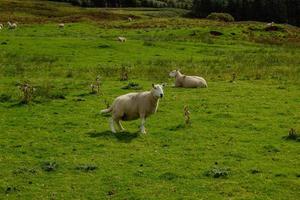 schapen weiland in Schotland foto