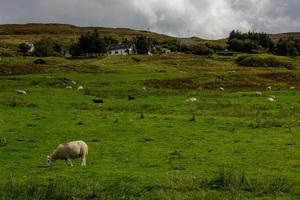 schapen weiland in Schotland foto