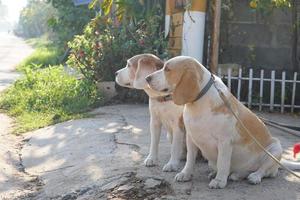 hond wachtte voor de eigenaar in voorkant van de huis. foto