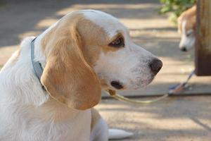 hond wachtte voor de eigenaar in voorkant van de huis. foto