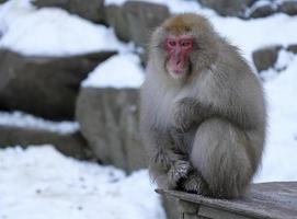 sneeuwaap in de prefectuur Nagano, Japan foto