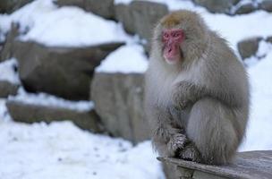 sneeuwaap in de prefectuur Nagano, Japan foto