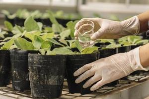 wetenschapper aan het studeren bestuiving van nicotiana longiflora planten. foto