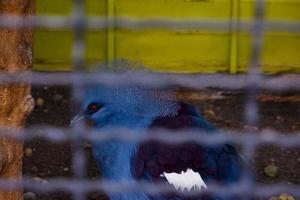 de mambruk Victoria vogel is een type van duif dat heeft blauw veren en een kroon Aan haar hoofd. foto