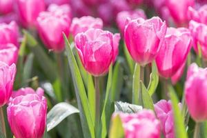 water laten vallen Aan roze tulp bloem foto