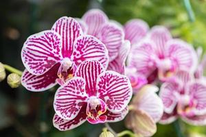 mooi orchidee bloem bloeiend Bij regenachtig seizoen. fanalenopsis orchidee foto