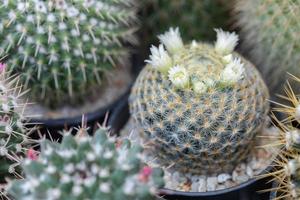 cactus fabriek ingemaakt Aan wazig botanisch tuin achtergrond foto