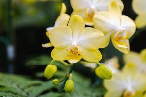 mooi orchidee bloem bloeiend Bij regenachtig seizoen. fanalenopsis orchidee foto