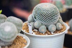 cactus fabriek ingemaakt Aan wazig botanisch tuin achtergrond foto