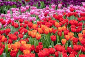 veld- van kleurrijk tulpen in bloeien foto