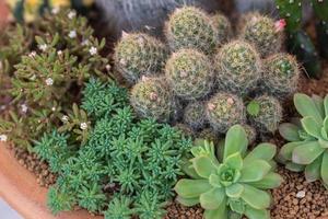 arrangement van vetplanten en cactus foto