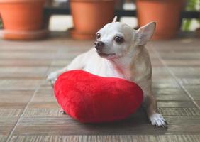 bruin chihuahua hond aan het liegen naar beneden met rood hart vorm kussen. Valentijnsdag dag concept. foto
