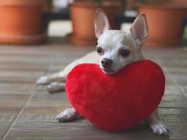 bruin chihuahua hond aan het liegen naar beneden met rood hart vorm kussen. Valentijnsdag dag concept. foto