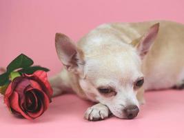 bruin chihuahua hond aan het liegen naar beneden met rood roos Aan roze achtergrond. schattig huisdieren en Valentijnsdag dag concept foto