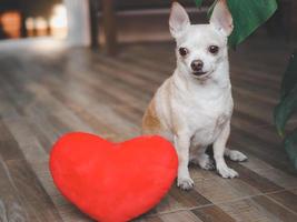 bruin chihuahua hond zittend met rood hart vorm kussen. Valentijnsdag dag concept. foto