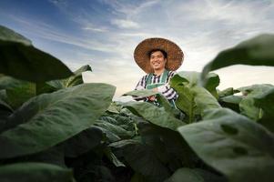 landbouw, jong Aziatisch Mens staand in tabak veld- controle gewassen Bij zonsondergang .een Aziatisch perspectief Aan tabak landbouw foto