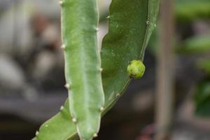 vers klein baby groen bloem draak fruit hangende Aan Afdeling groeien. tropisch zoet fruit in Thailand tuin. foto