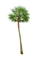 palm boom hout tuinieren wit achtergrond isolaten foto