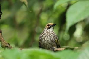 rietje kop bulbul in een natuur reserveren foto