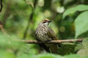 rietje kop bulbul in een natuur reserveren foto