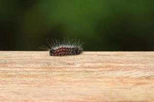 harig rups- vlinder Aan een houten pijler pool foto