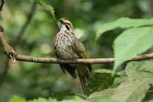 rietje kop bulbul in een natuur reserveren foto