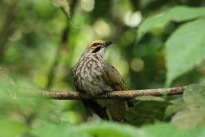 rietje kop bulbul in een natuur reserveren foto