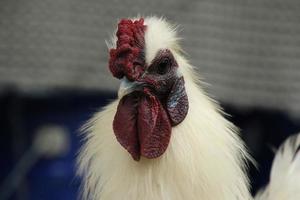 rood oerwoud kip kip haan in een park boerderij foto