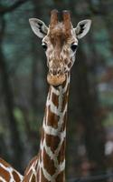 giraffe in dierentuin foto