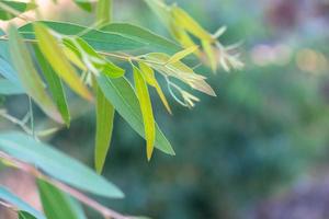 eucalyptus bladeren. tak eucalyptus boom natuur achtergrond foto