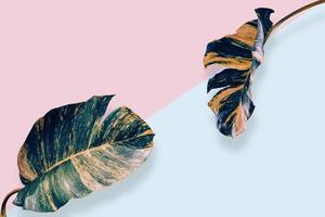 papier roze en blauw tropisch kunst bladeren naar plaats een Product ontwerp met knipsel pad. foto