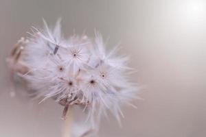 weidebloemen in zacht warm licht. vintage herfst landschap wazig natuurlijke achtergrond. foto