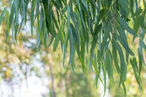 eucalyptus bladeren. tak eucalyptus boom natuur achtergrond foto