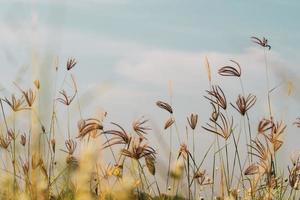 leven voorjaar bloem ochtend- schoonheid verandering zomer foto