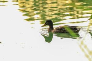 wild eenden Aan de meer in de buurt Donau rivier- in Duitsland foto