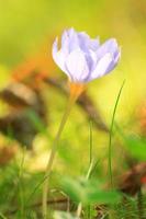 krokus bloem in de park in herfst seizoen foto